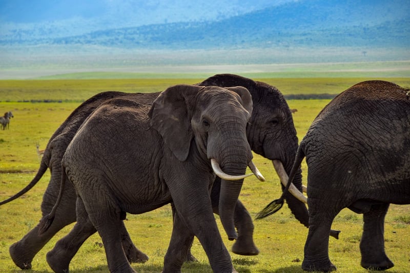 Kruger National Park